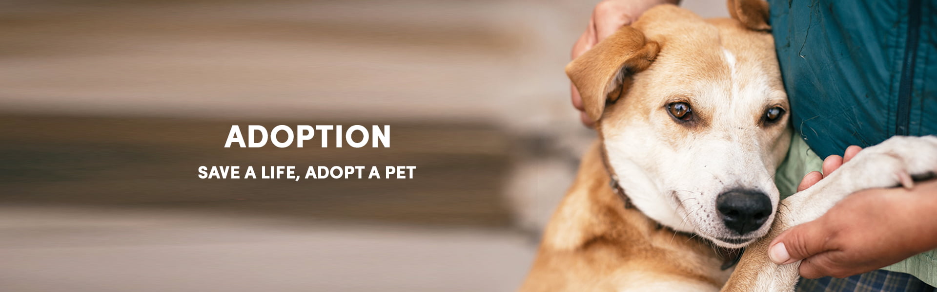 Save A Life, Adopt a Pet
